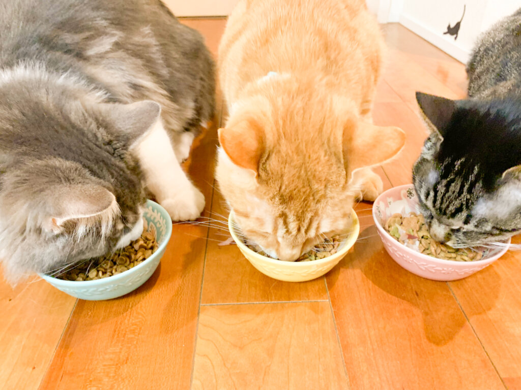 三匹の猫が餌を食べている写真