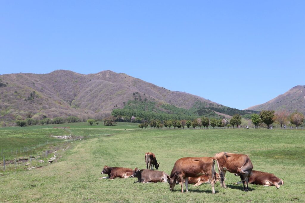 草原でのんびり過ごすジャージー牛たち