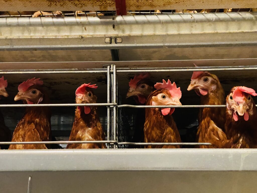 柵の向こうで飼育されている鶏達