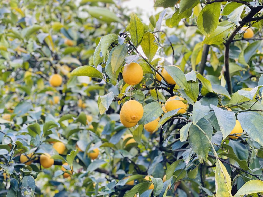 レモンの木に瀬戸田レモンが実った写真