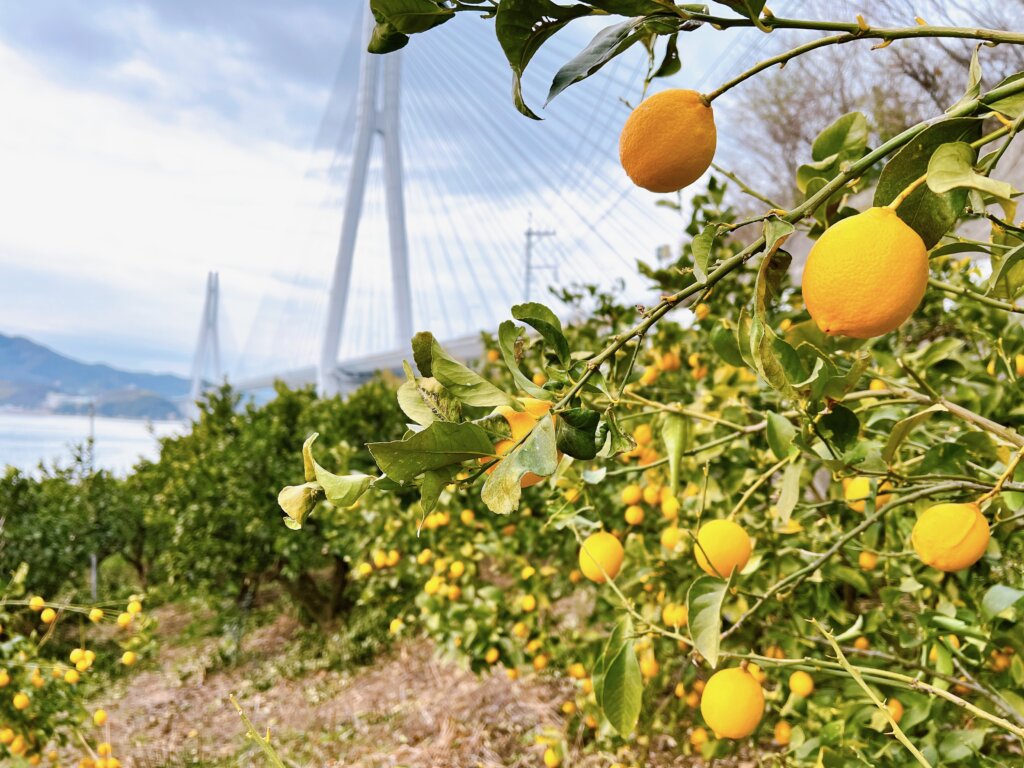 瀬戸田にたくさん実ったレモンの写真