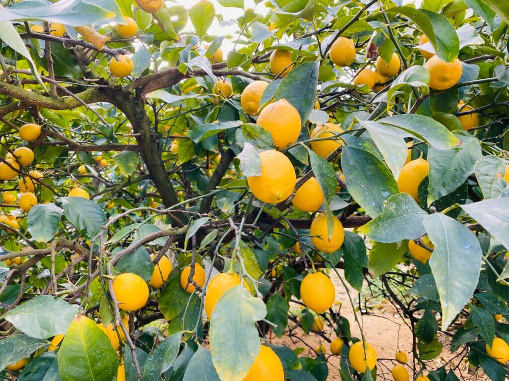 木にたわわに実ったレモンの写真
