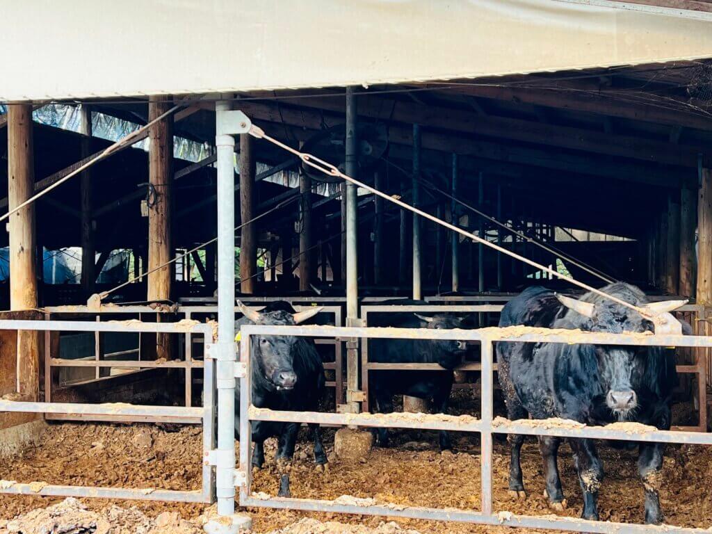 牛舎で飼われている神石牛の写真